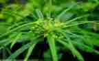 草房子到读后感400字8篇