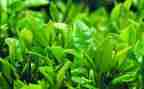茶文化教案8篇