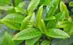 关于茶的作文600字优秀7篇