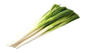 种植葱的教案6篇