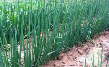 种植葱的教案推荐7篇