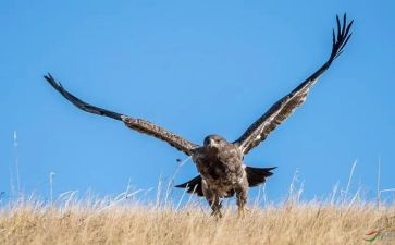 一只雕的遭遇的读后感7篇