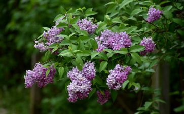 一株紫丁香教学反思6篇