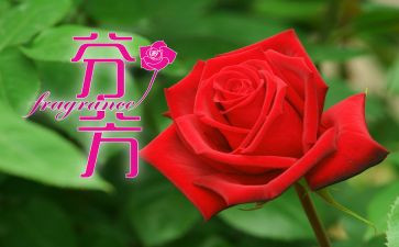 一路芬芳的作文7篇