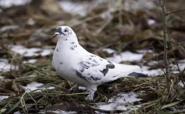 鸽子的读后感7篇