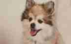 狗.猫.鼠的读后感100字6篇