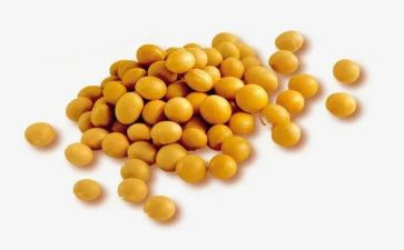 泡黄豆作文优质6篇