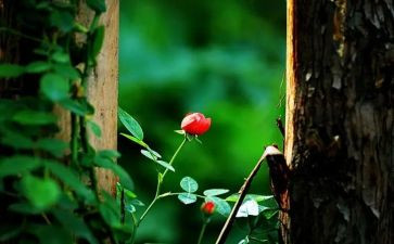 坚持的苦与乐作文模板8篇