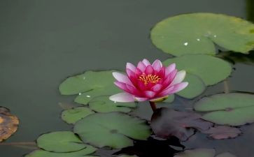 关于莲的作文300字模板5篇