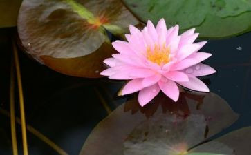 关于莲的象征作文8篇