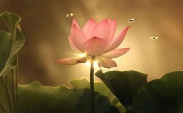 关于莲的作文300字优质6篇