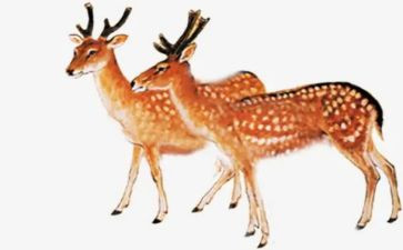 小鹿的玫瑰花教学反思7篇