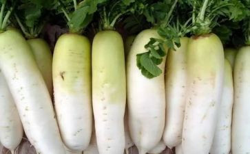 刻萝卜花教案优质8篇