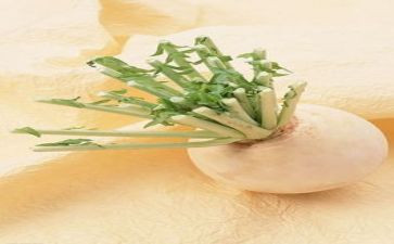 刻萝卜花教案7篇