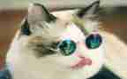 有趣的猫作文400字精选6篇