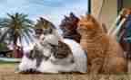 猫调查报告优质5篇