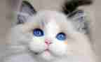 猫和鼠读后感400字模板7篇