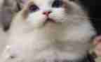 猫的素材,作文通用8篇
