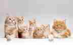 作文关于猫的调查报告参考8篇