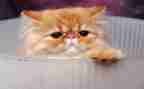 猫和鼠的读后感500字模板8篇