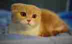 猫和鼠读后感200字通用5篇