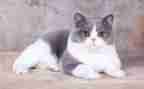 狗和猫和鼠读后感最新7篇