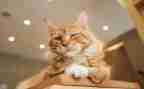 猫读后感1000字优质8篇