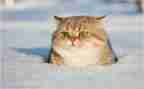 那只猫作文600字参考5篇