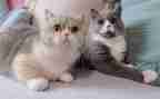 伊索寓言猫与鼠的读后感优质6篇