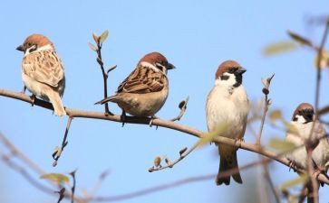 《小麻雀》教案6篇