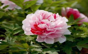 牡丹作文通用7篇