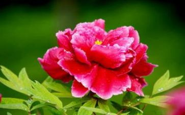 牡丹作文优秀5篇