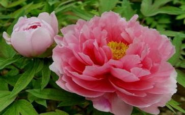 牡丹作文最新7篇