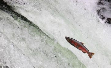 悲伤逆流成河读后感6篇