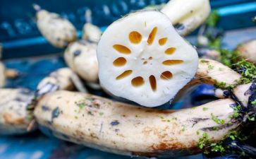 大班关于藕的教案6篇