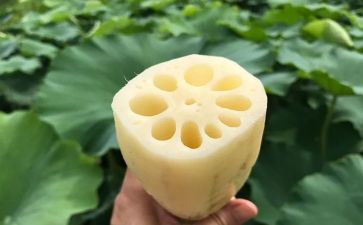 大班关于藕的教案推荐5篇