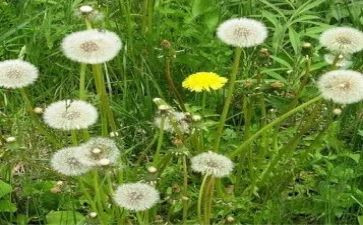 2024年蒲公英作文参考6篇