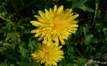 2024年蒲公英作文7篇