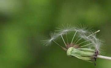 2024年蒲公英作文推荐5篇