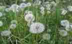 蒲公英的梦作文优质6篇