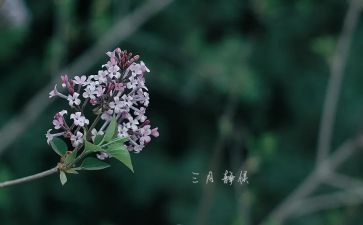 中班三月份工作总结5篇
