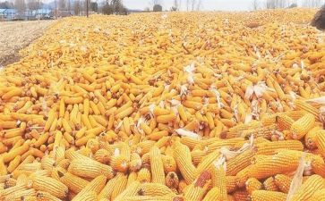 这也是收获的作文6篇