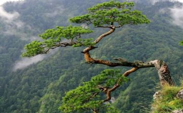 松树的教案精选6篇