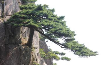 青松教学反思7篇