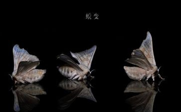 蜕变成长演讲稿精选5篇