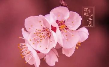 五月的天作文模板8篇