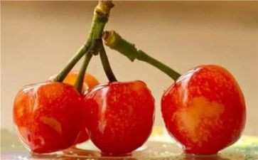 小樱桃的读后感6篇