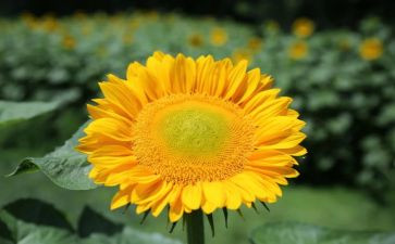 追求人生作文8篇