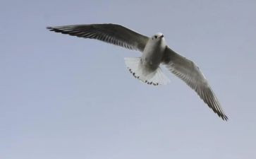 …的自由的作文模板8篇